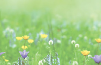 Green Innovation